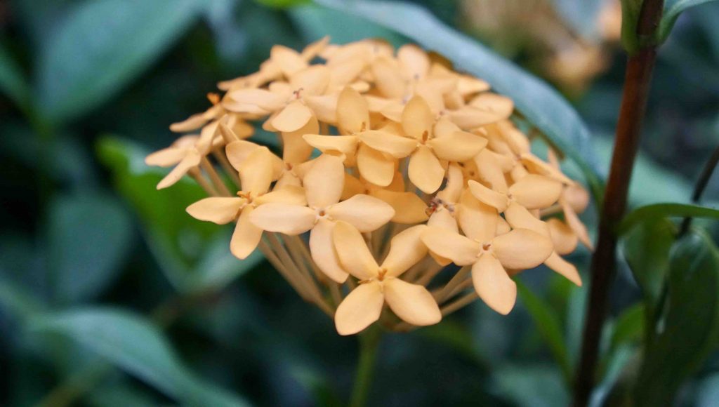 Orchids from the Panamanian Nature Reserve’s Orchid Garden
